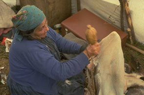 Akat Rich cleaning a caribou hide at Uipat Utshimassit. Photo courtesy Georg Henriksen.