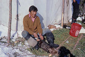 Tuminik Pokue cleaning a beaver at Ashtunekamiku. Photo courtesy Janet Kergoat.