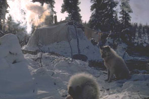 Georg Henriksen's dog, Pom, sitting and looking straight ahead at Kashapuauatitshit. Photo courtesy Georg Henriksen.