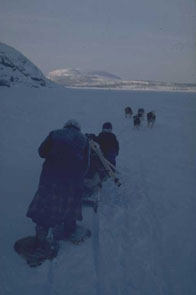 Tshipaish (Nishapet) Napeo and dog team crossing Kauinipishit namesh. Photo courtesy Georg Henriksen.