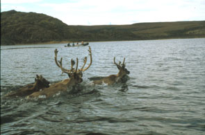 Caribou swimming the narrows at the outlet of the lake where it enters into Kameshtashtan-shipu. View to the south across the narrows. Photo courtesy Stephen Loring.