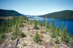 Utshashumeku-nipi, view to the west, from the bank above the place where the river drains out of the lake, flowing towards Atshiku-nipi. Old John Michelin told Stephen Loring that when he used to trap this area in the 1930s and 40s, there was an old abandoned Innu camp here with salmon fishing leisters and torches cached in the trees. Photo courtesy Stephen Loring.