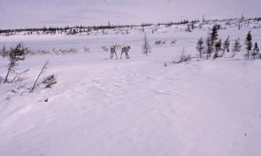 Caribou near Kamassekutik. Photo courtesy Kanishte Poker.