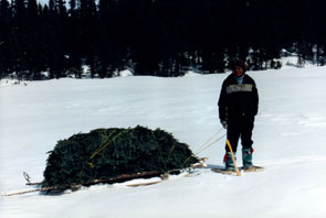 Nush Penashue hauling boughs back to the camp at Kamashkushkatinau-nipi. Photo courtesy Camille Fouillard.