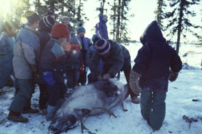 Tuminik Pokue cleaning a caribou at Matshi-nipi while Pinamen and children look on. Photo courtesy Rick Cober Bauman.